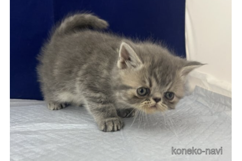 販売中の富山県のエキゾチックショートヘア-53485